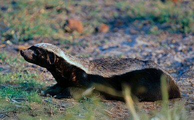 Honey badger