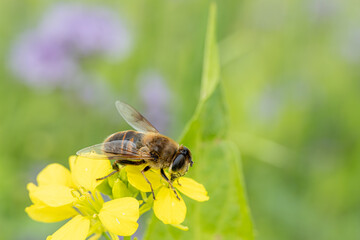 Bee pollinates vibrant yellow flower in a sunny garden during spring season