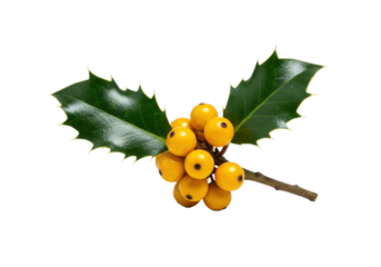 high key macro close-up of single english holly sprig with spiky emerald leaves and vibrant golden berries, isolated on transparent background with copy space. concept of luxurious christmas tradition