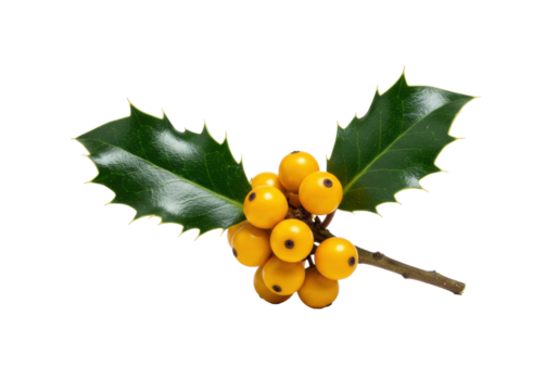 high key macro close-up of single english holly sprig with spiky emerald leaves and vibrant golden berries, isolated on transparent background with copy space. concept of luxurious christmas tradition