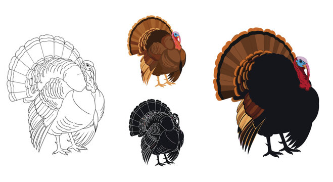 Set of four turkey illustrations for Thanksgiving, including a detailed color version, a simple silhouette, and a black and white outline.
