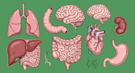 Collection of hand-drawn human internal organs in a vintage anatomical sketch style, including the brain, heart, lungs, liver, and intestines.