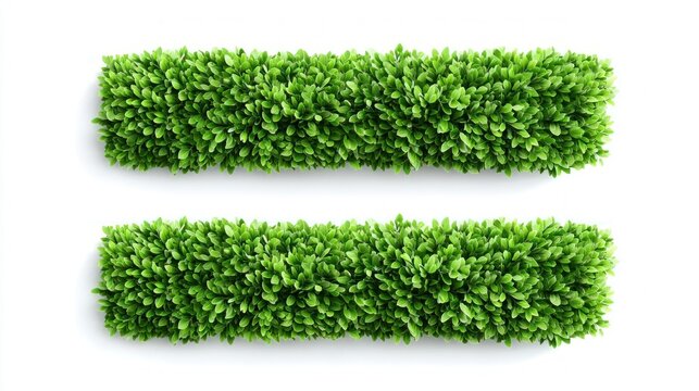 Green hedge rows on white background, perfect for design and decoration