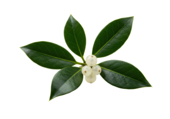 photorealistic macro of a perfect christmas mistletoe sprig featuring glossy emerald leaves and clustered pearl-white berries, isolated on brilliant white. concept of festive winter tradition