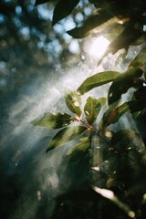 Sunlit Leaves - Ethereal Light Filtering Through Green Foliage, Creating a Dreamy Atmosphere.