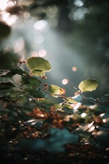 Sunlit Leaves in a Forest - Atmospheric Bokeh and Natural Light.