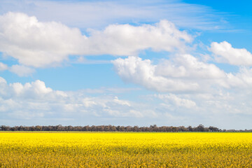 Scenic spring landscape with blooming canola and dramatic sky during springtime