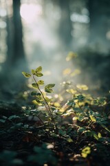 Golden Sunbeams Through Misty Forest Canopy Illuminating a Small, Vibrant Plant.
