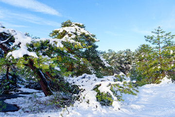 Snow on the Gorges of Franchard. Fontainebleau forest 