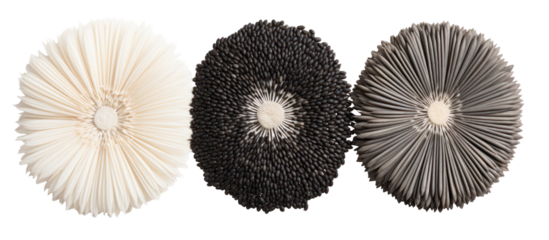 Three piles of poppy chia and sunflower seeds side by side overhead on transparent background