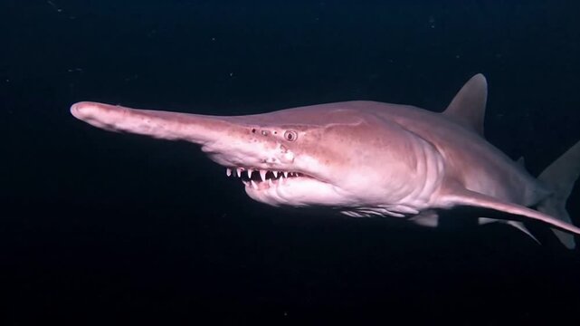 Close-up of a goblin shark swimming in the dark ocean, showing its unique snout and teeth.