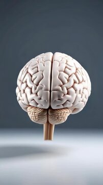 Anatomical model of a human brain with convolutions and brainstem over gray backdrop