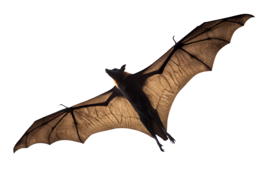 A large fruit bat, or flying fox, is captured in mid-flight with its leathery wings spread wide open against a clean white background - Powered by Adobe