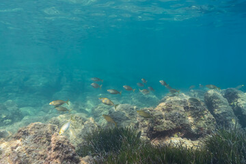 Underwater scene with a school of fish swimming over rocks and seagrass in the clear Mediterranean waters of Saint-Jean-Cap-Ferrat, France