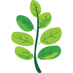 Stylized Green Leafy Branch With Oval Leaves Detailed With Dark Veins and Transparent Background in a Simple Graphic Design Style