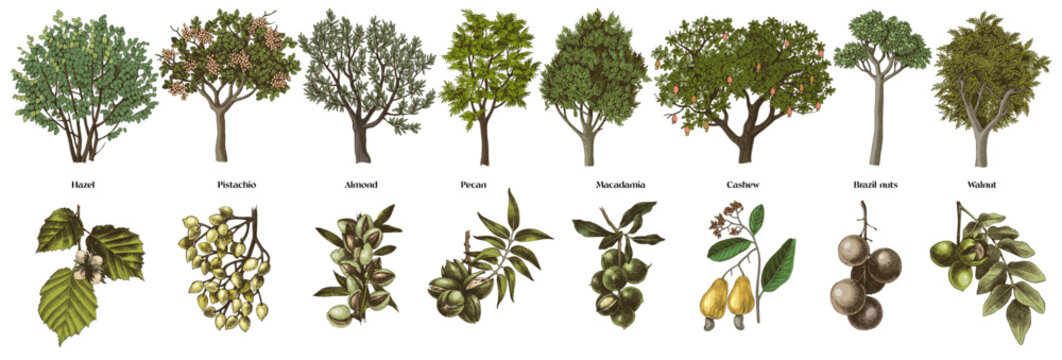 Nut trees and close up branches