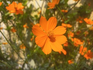 Yellow sulfur Cosmos flowers blooming in the garden of the nature green background stock images, Beautiful orange cosmos flower [Cosmos sulphureus] flower gardeninspiration flower photography,
