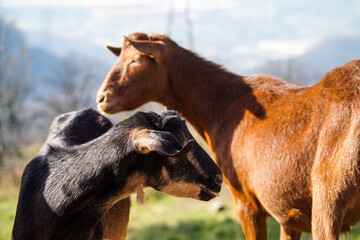 Black and brown goat