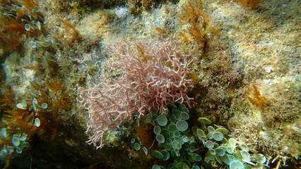 Red algae Amphiroa rigida undersea, Ligurian Sea, Italy, Imperia
