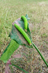 Green young moth caterpillars on leave.