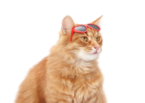 PNG image of a ginger fluffy cat wearing red heart-shaped glasses on a clean white background, playful stylish studio portrait with space for text, perfect for lifestyle designs and advertising.