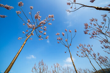 Clusters of Paulownia Blooms Against Blue