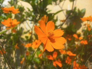 Yellow sulfur Cosmos flowers blooming in the garden of the nature green background stock images, Beautiful orange cosmos flower [Cosmos sulphureus] flower gardeninspiration flower photography,
