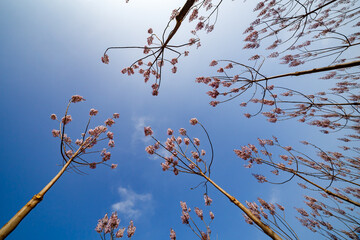 Paulownia Blooms Reaching for the Sunlight