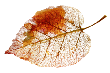 Orange Veined Leaf Skeleton on Transparent Background