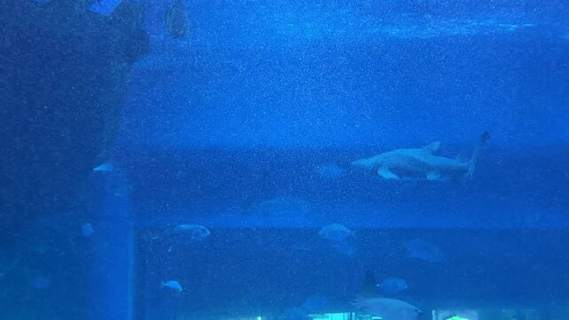  underwater scenes with marine life, including fish, sharks, dolphins, and sea turtles. The vibrant colors and diverse species highlight the beauty of the ocean. Each thumbnail represents a video, off