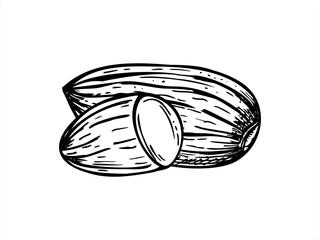 Dried peeled almond nuts monochrome vector isolated illustration painted by black inks. Etching drawing of almond kernels. Healthy organic food ingredient for menu, recipe designs, culinary posters