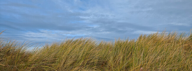 Lush grass sways in the gentle breeze under a wide blue sky at a coastal location during late afternoon