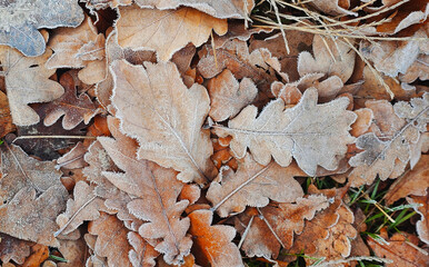 leaves covered with frost in the first autumn frosts, abstract natural background. green leaves of plants covered with frost, top view. Late autumn.