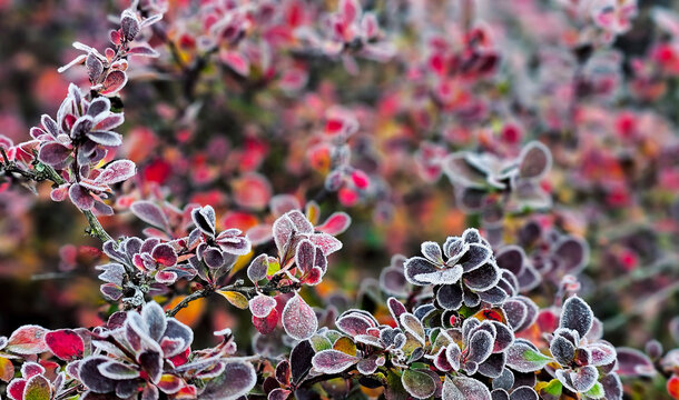 leaves covered with frost in the first autumn frosts, abstract natural background. green leaves of plants covered with frost, top view. Late autumn.