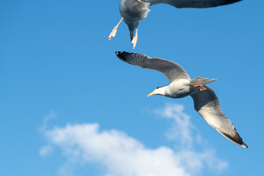 Seagulls in the sky.Seagulls soaring in the blue sky.