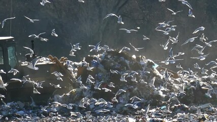 Bulldozer pushing garbage at a huge landfill site surrounded by flying seagulls. A concept of pollution, waste disposal, and environmental issues. Waste management and recycling industry. - Powered by Adobe
