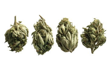 Cannabis Dried Buds Variety for Medical Use and Recreational Use