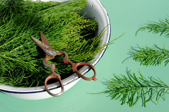 Field horsetail being cut for natural dyeing in a bowl with scissors