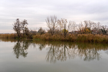 Obraz premium Reflections of trees and reeds by a calm river in a serene landscape during autumn