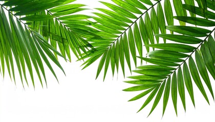 Fototapeta premium Isolated tropical green palm tree leaf frond branch on white for summer nature and beach travel foliage