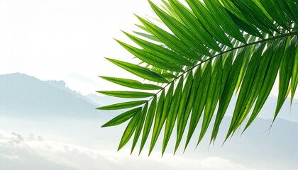 Green tropical palm tree leaves on a blue sky