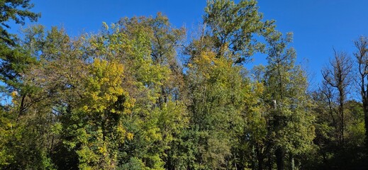 A forest in full transformation, where vibrant greens meet autumnal yellows. Some bare branches already hint at the coming winter. This living tableau captures the beauty of change.