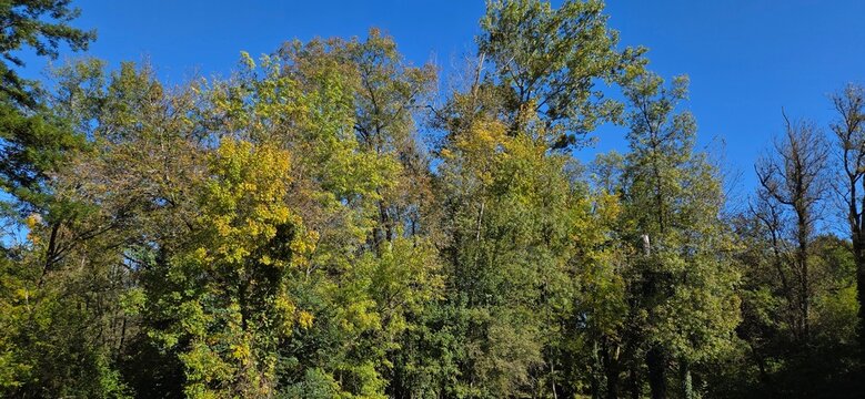 A forest in full transformation, where vibrant greens meet autumnal yellows. Some bare branches already hint at the coming winter. This living tableau captures the beauty of change.