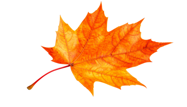Orange Maple Leaf with Detailed Veins on White Background PNG