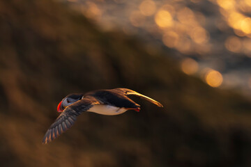 Atlantic Puffin in flight (Fratercula arctica)