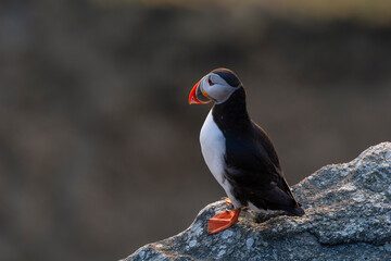 Atlantic puffin (Fratercula arctica)