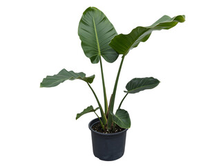 Strelitzia Nicolai Plant Pot Isolated