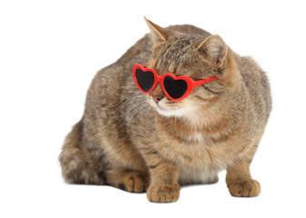 Stylish tabby cat in red heart-shaped sunglasses, isolated PNG on a clean white background, vertical minimal portrait with clear copy space for advertising, social media, pet designs and playful brand