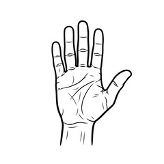 Open hand isolated on, showcasing palm lines and fingers in a simple, elegant line art style