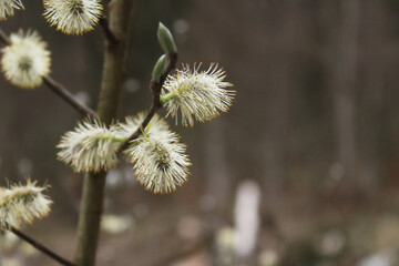Obraz premium Spring willow catkins with soft focus and natural bokeh